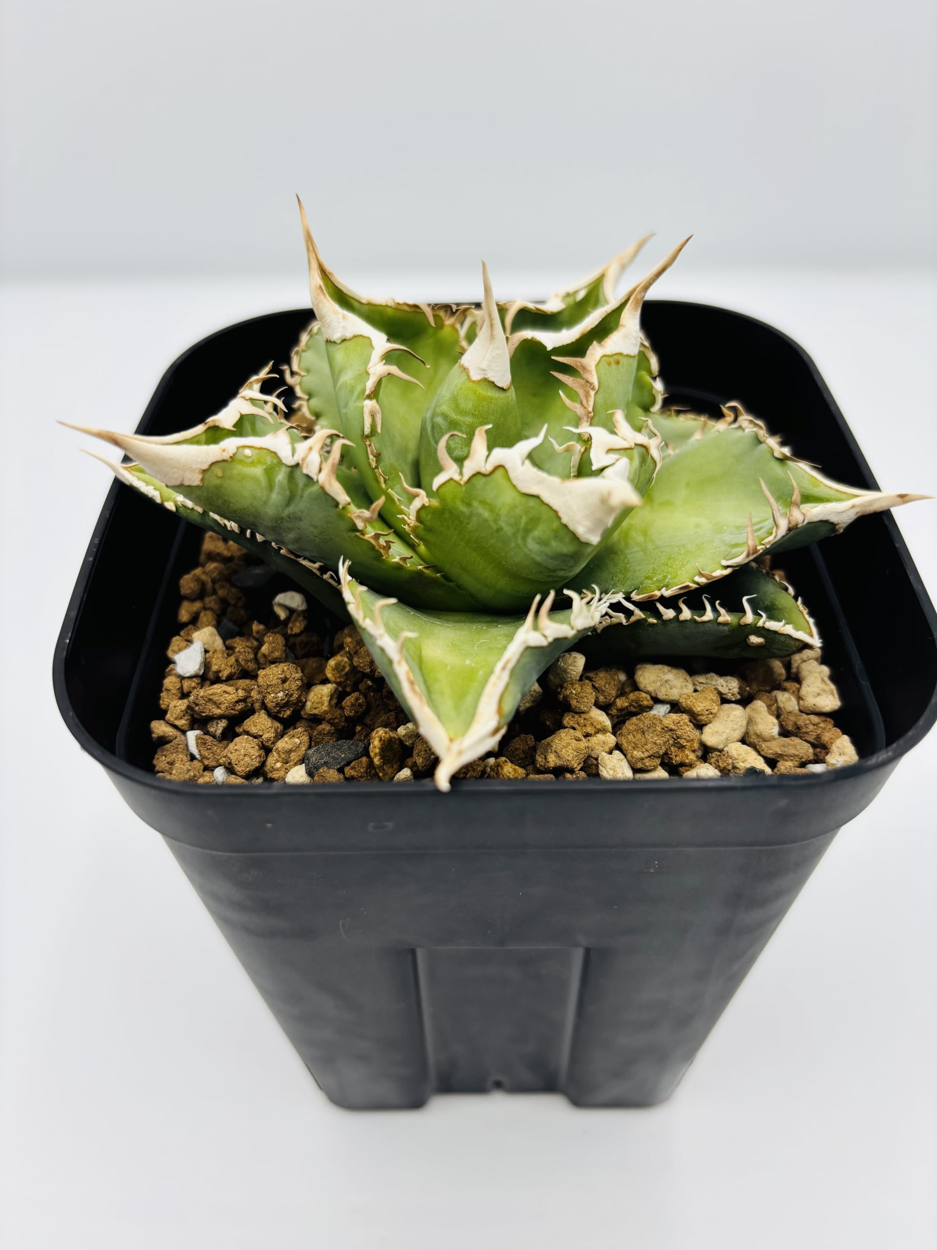 Amazon｜アガベ チタノタ 大白鯊/Agave titanota 'Great White Shark